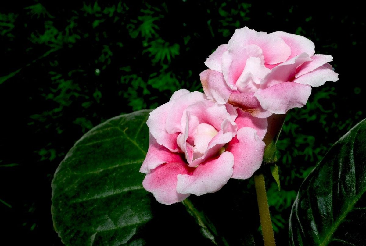 Fainarea trandafirului (Sphaerotheca pannosa var. rosae) - identificare si combatere Comunitatea Botanistii