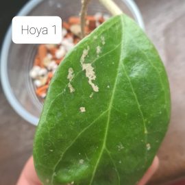 Hoya cu pete pe frunze