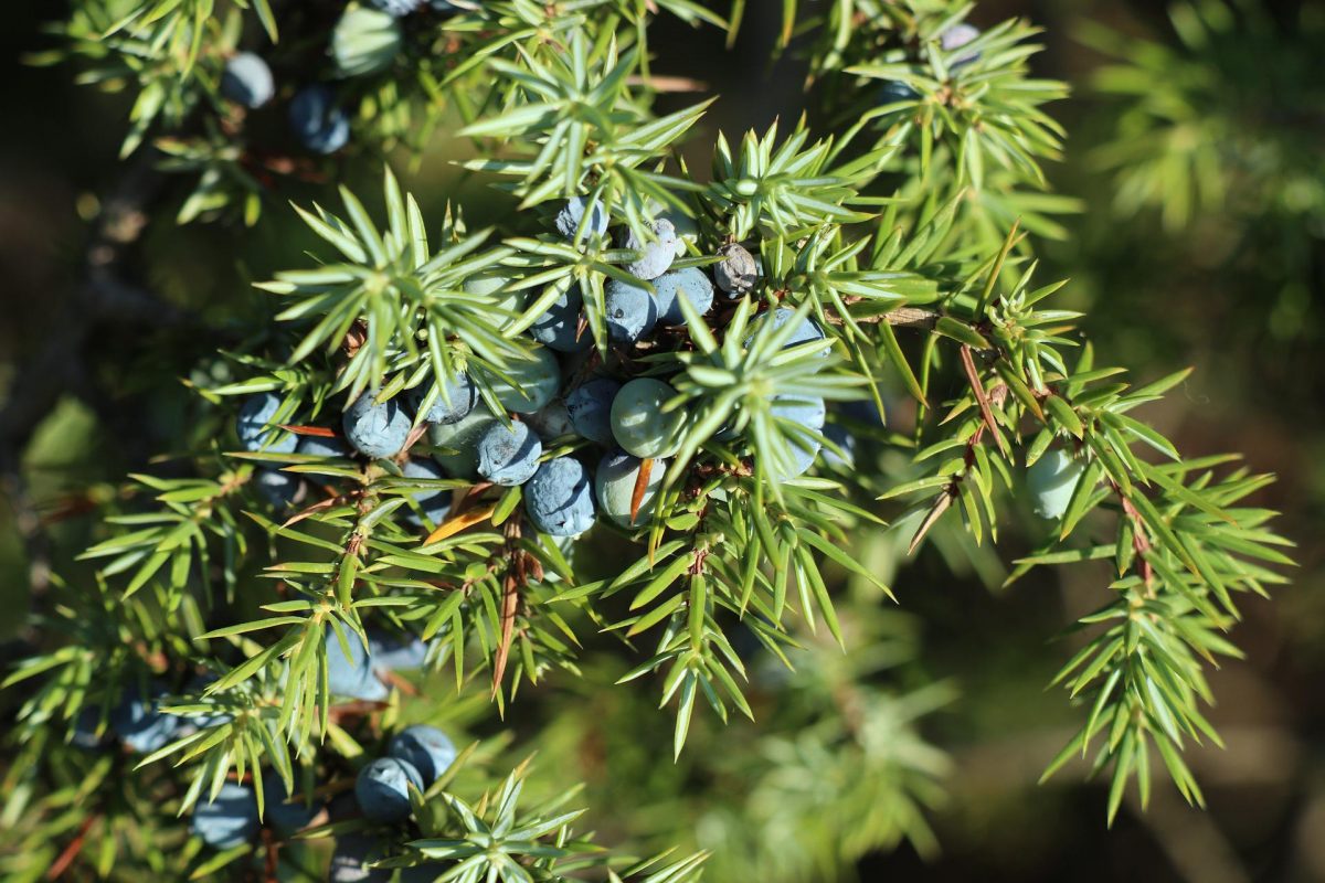 Ce tratament pot folosi pentru bonsai împotriva căderii frunzelor? Comunitatea Botanistii