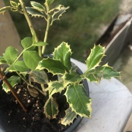 Ilex aquifolium in ghiveci – frunze maronii