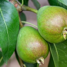 Pomi fructiferi par - Comunitatea Botanistii