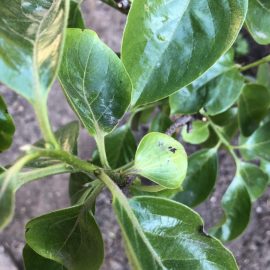 Kaki Sharon - insecte pe frunze