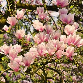Magnolia grandiflora - se innegresc frunzele Comunitatea Botanistii
