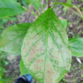Magnolie recent plantata – frunze ingalbenite si patate