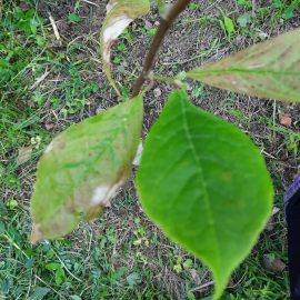 Magnolie recent plantata – frunze ingalbenite si patate