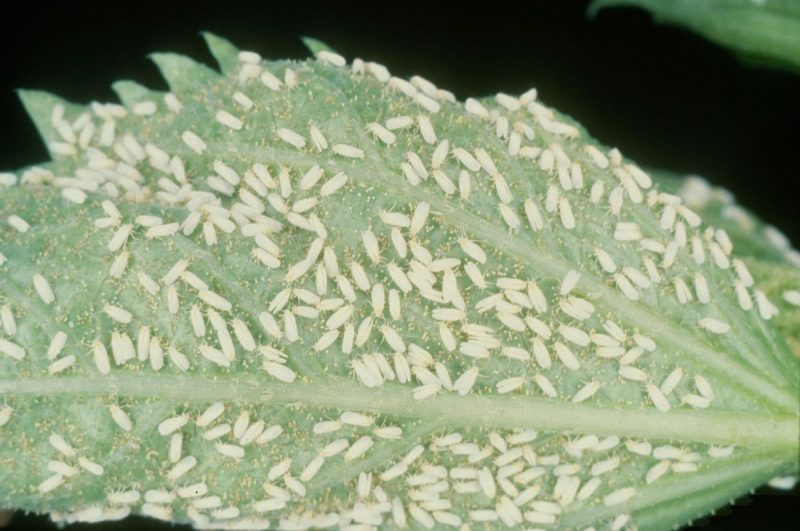 Paduchele testos (Parthenolecanium corni) - identificare si combatere Comunitatea Botanistii