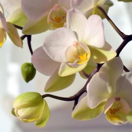 orhidee - atac de daunatori si simptome de afectiune