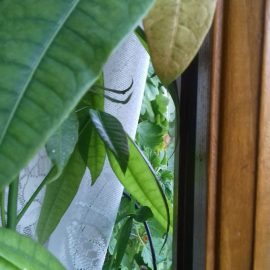 Pachira – pete de decolorare pe frunze