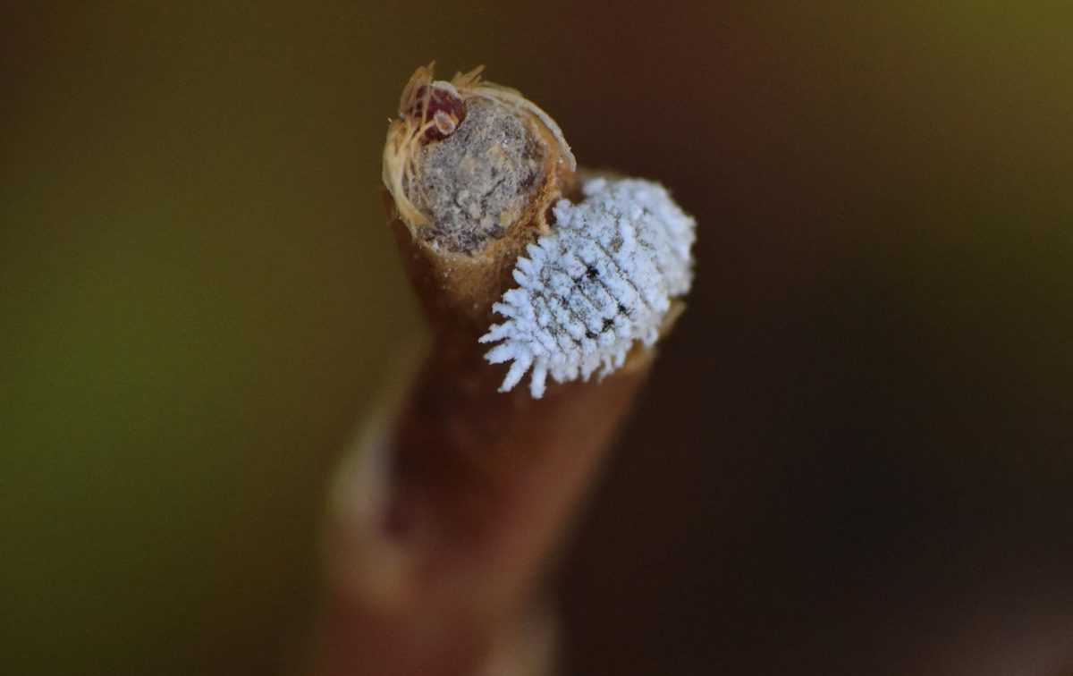 De ce cade floarea la gogosarii mei? Comunitatea Botanistii