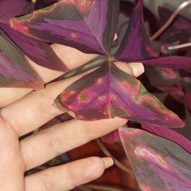 Planta Oxalis triangularis are o boală pe frunze
