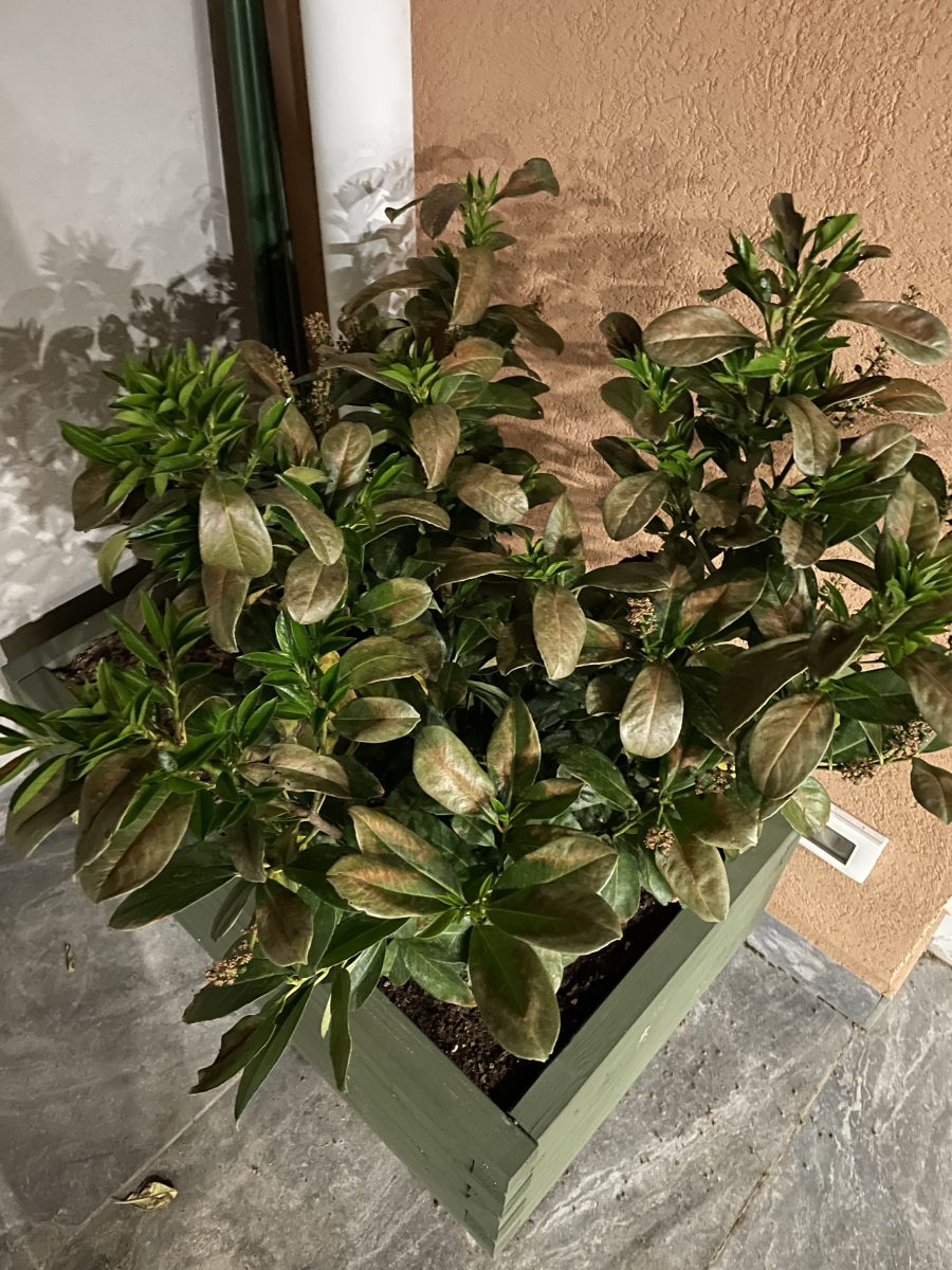 Arthur Connected tail plante decorative cu frunze uscate | Botanistii