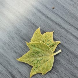 Platan – frunze ingalbenite cu un puf/ praf pe ele