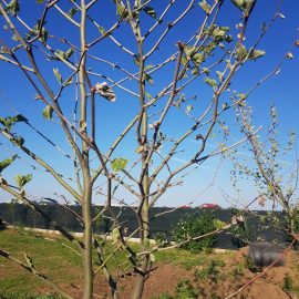 Platani plantati in toamna – frunze ofilite
