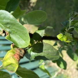 pom fructifer columnar – frunze uscate