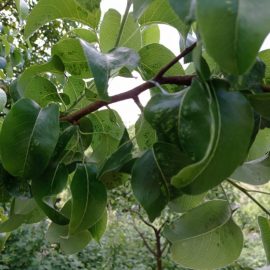 Pomi fructiferi cu atac de insecte si basicare (par, cais, piersic, prun)