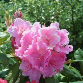 rhododendron-sfaturi-ingrijire