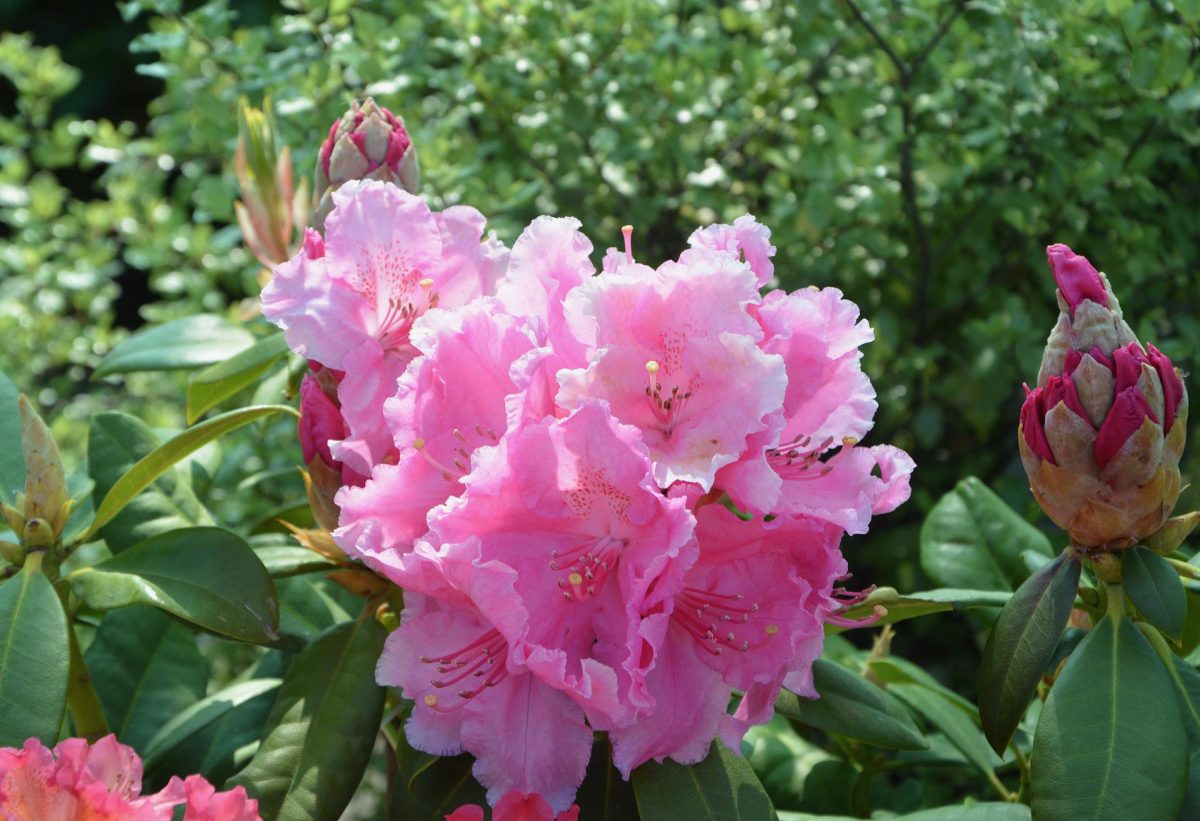 rhododendron-sfaturi-ingrijire