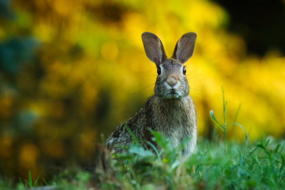 Scapa de iepuri salbatici - repelenti si metode Comunitatea Botanistii