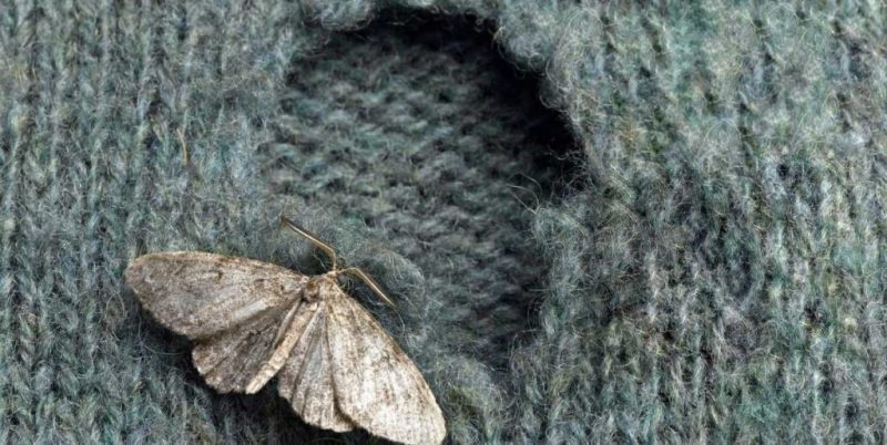 Scapa de Moliile de textile - Cum identifici si combati Comunitatea Botanistii