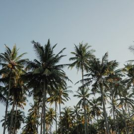 remedii pentru mucegaiul de pe substratul palmierului
