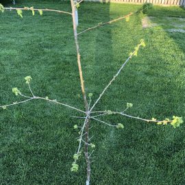 Stejar plantat recent – vegetatie slaba