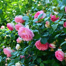 trandafiri in ghiveci - plantare in gradina Comunitatea Botanistii