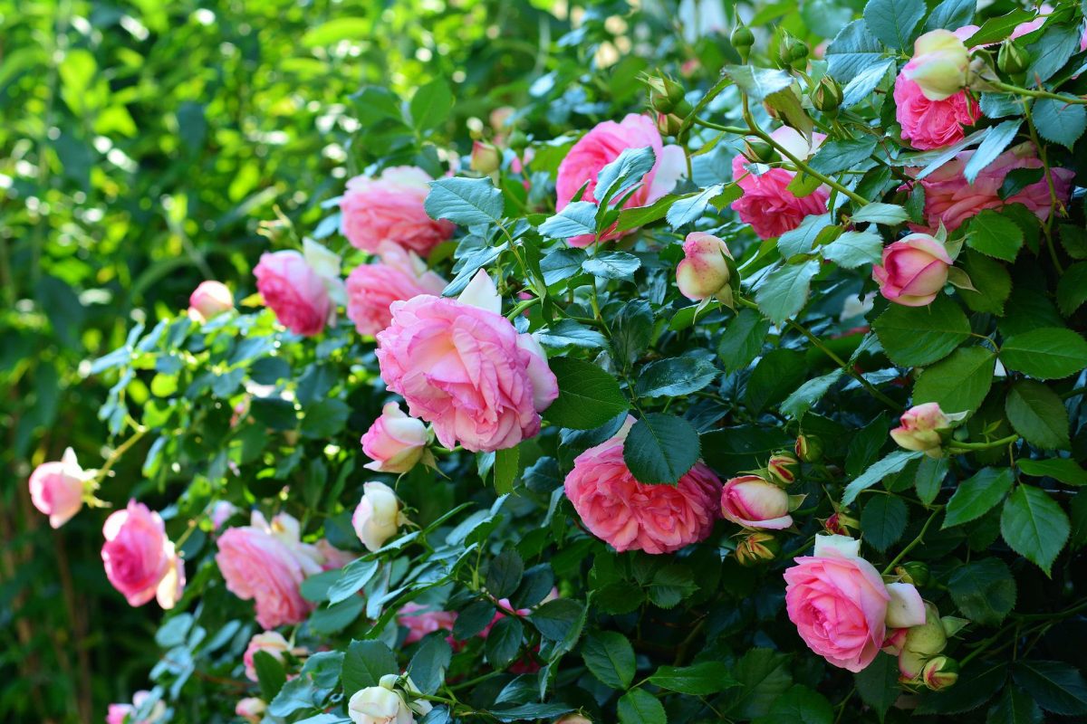 Fainarea trandafirului (Sphaerotheca pannosa var. rosae) - identificare si combatere Comunitatea Botanistii
