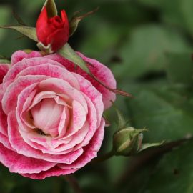 Trandafir autohoton batran cu 2 tulpini - cea veche afectata Comunitatea Botanistii