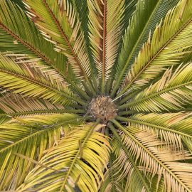 Tratament palmier cycas cu frunze galbene