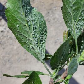 tratament par – afide pe frunze