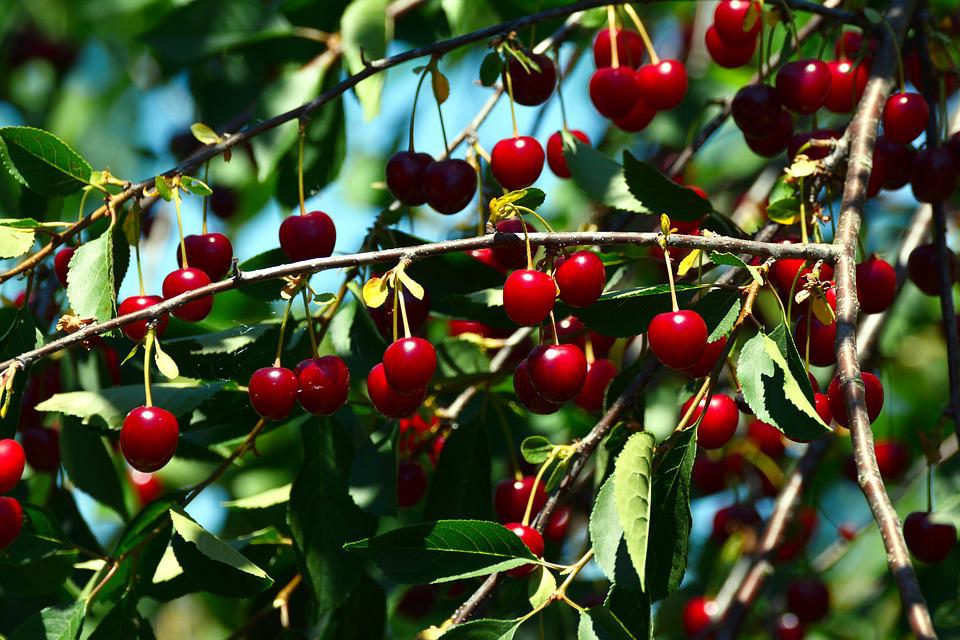 De ce are iasomia frunze galbene? Comunitatea Botanistii