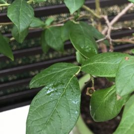 Afin – pete lipicioase pe frunze