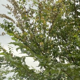 Arbore in curte (Ulm) –  se usuca si ii cad frunzele
