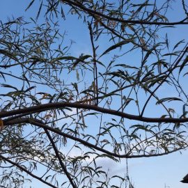 Arborele de matase – frunze ingalbenite cu aspect ofilit