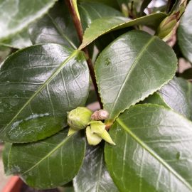 Camellia-stagnarea bobocilor