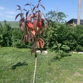 Decolorarea si caderea frunzelor la Prunus serrulata - recent plantata