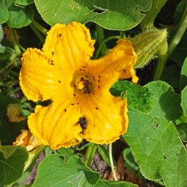 Dovleac ornamental (tărtăcuțe) –  insecte in interiorul florilor