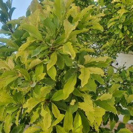 Frunze patate la magnolia – fainare