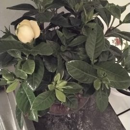 gardenia - îngălbenirea bobocilor înainte de a inflori