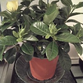gardenia – îngălbenirea bobocilor înainte de a inflori