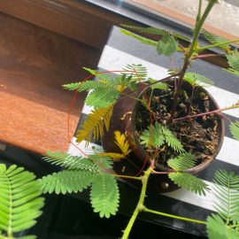 INFO | Sfaturi ingrijire planta Mimosa pudica