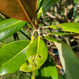 Magnolia grandiflora –  frunze contorsionate si ciupite