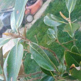 magnolie – pornire in vegetatie dupa aplicarea Amn Bonavita
