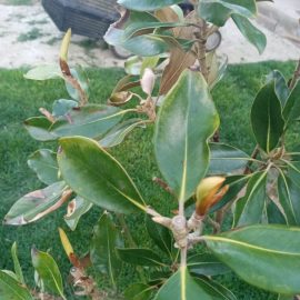 magnolie – pornire in vegetatie dupa aplicarea Amn Bonavita