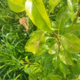 Păr cu frunze bolnave – acarianul eriofid