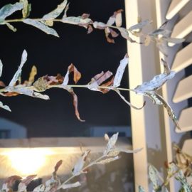Salcia Japoneza Hakuro Nishiki – frunze deteriorate