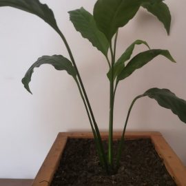 Spathiphyllum (Cală)-insecte albe in substrat