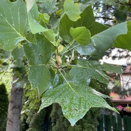 tratament Arbore de lalea cu frunze lipicioase - afide