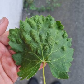 tratament vita de vie cu pete pe frunze – acarianul galicol