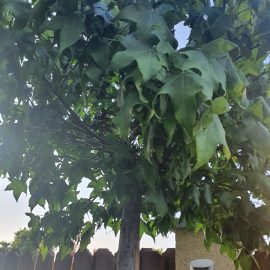 Arbore de gumă (Liquidimbar straciflua) – frunze ofilite si ingalbenite